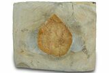 Fossil Leaf - Montana #305901-1